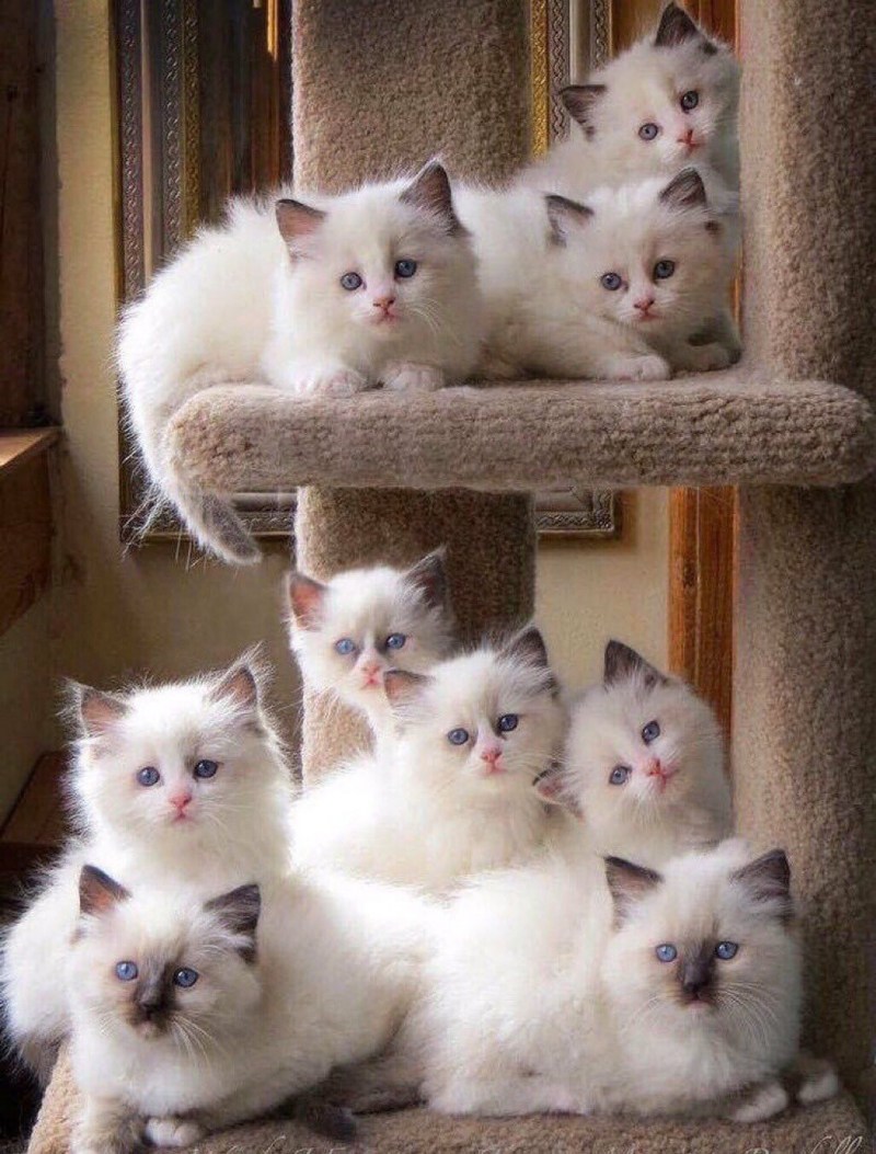 Много кошек