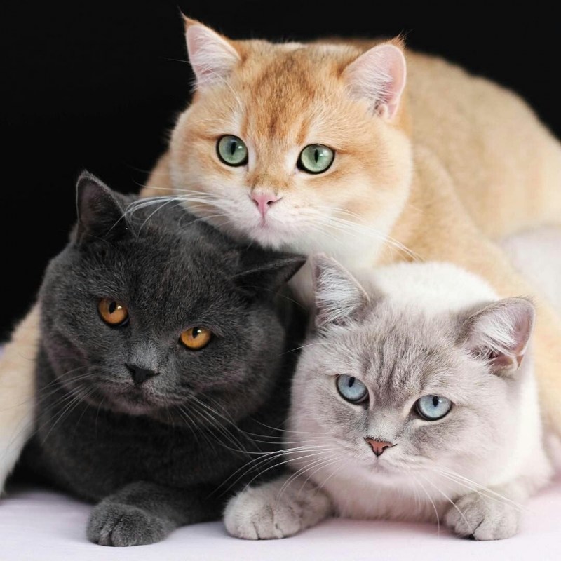 Семья кошек