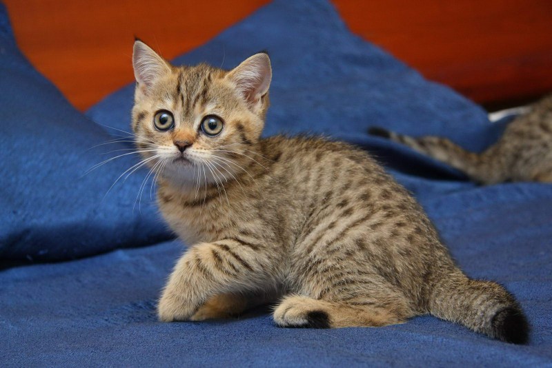 Британская кошка пятнистая