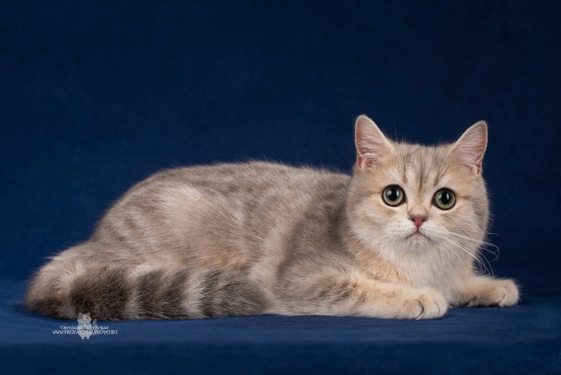 Шотландская скоттиш скоттиш страйт