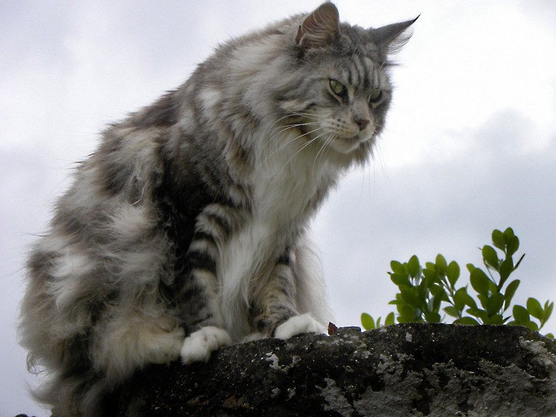 Кот большой породы Мейн кун