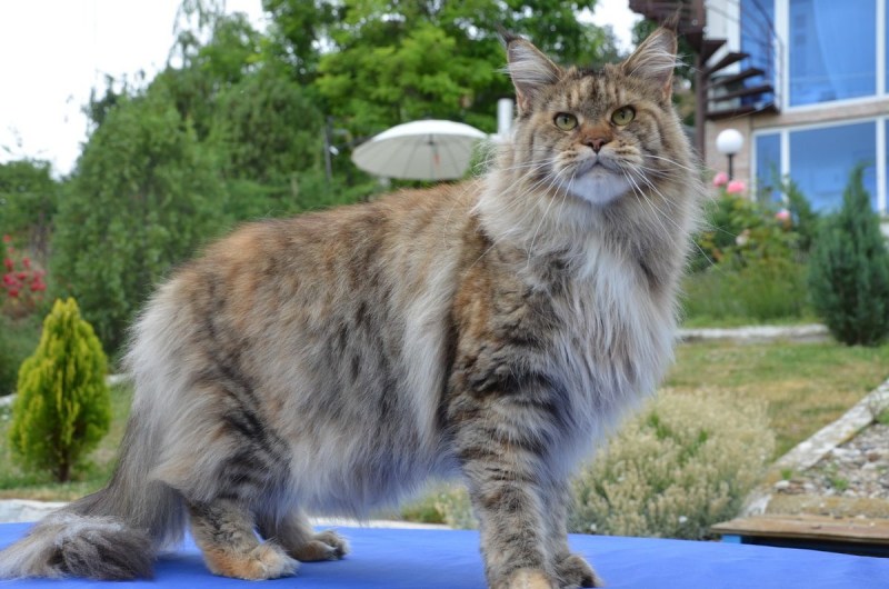 Кошка Мейн кун