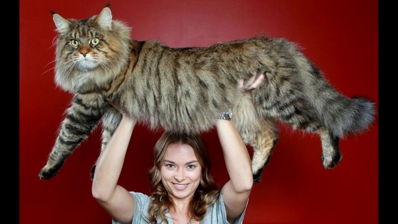 Большая кошка Мейн кун