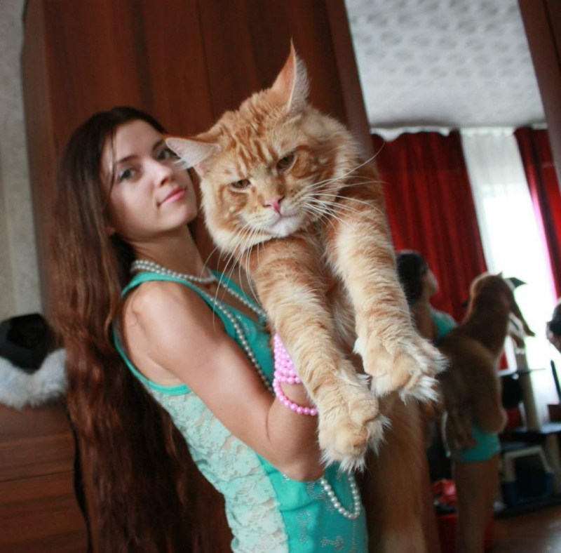 Кошка Мейн кун