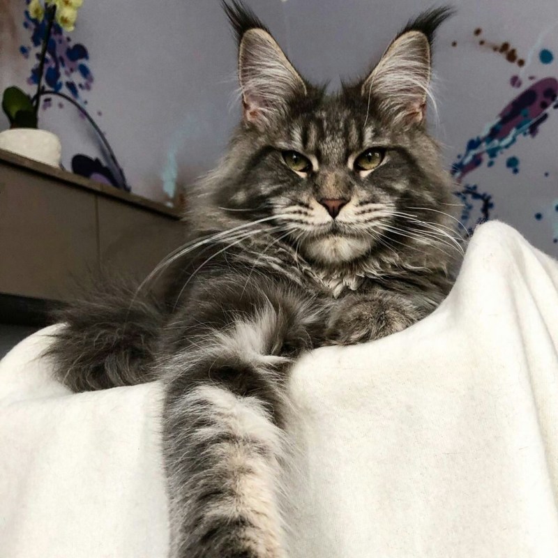 Гигантский кот Мейн кун
