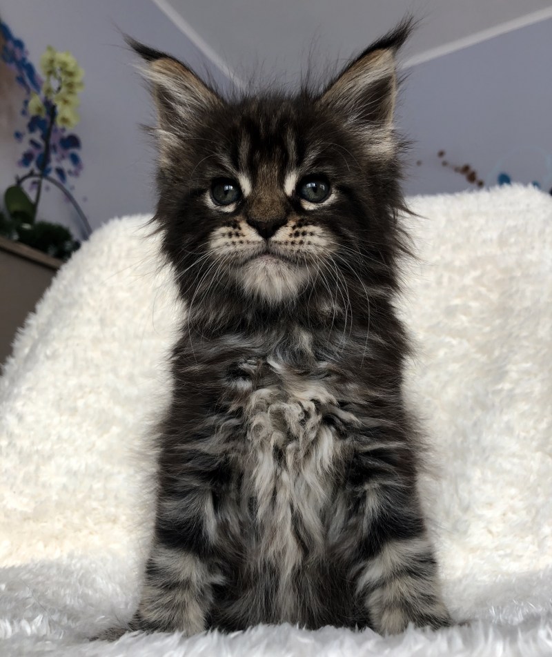 Большая кошка Мейн кун
