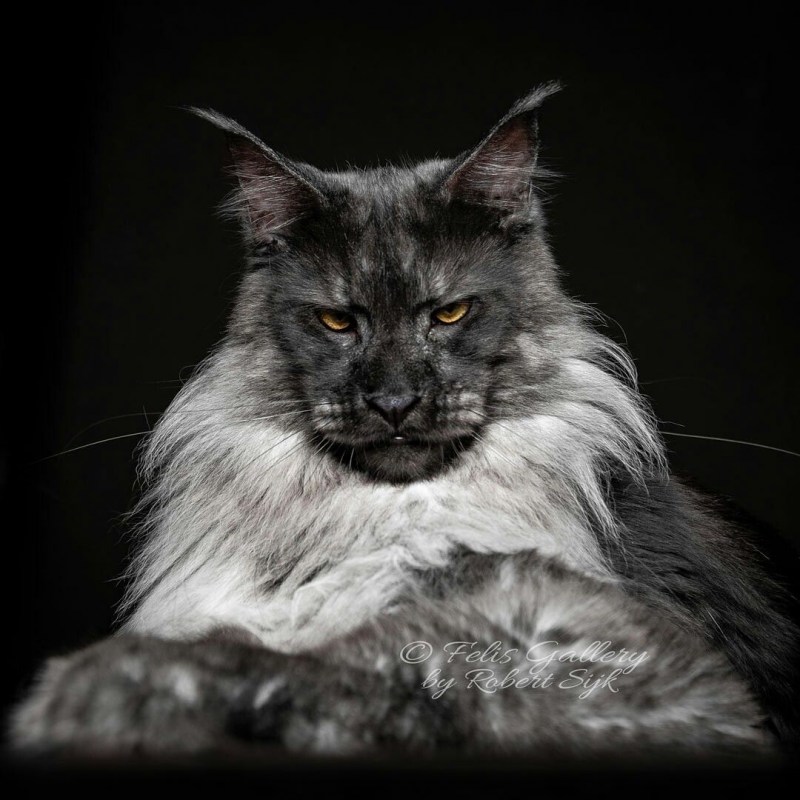 Коты Мейн куны большие
