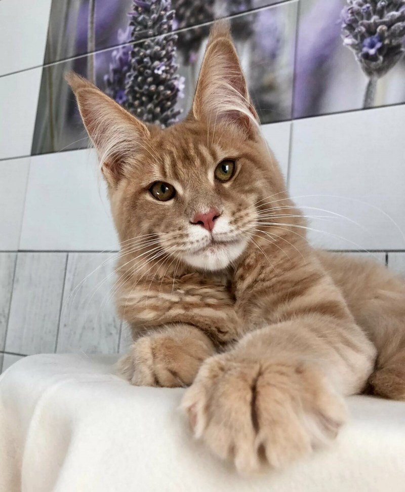 Гигантский кот Мейн кун