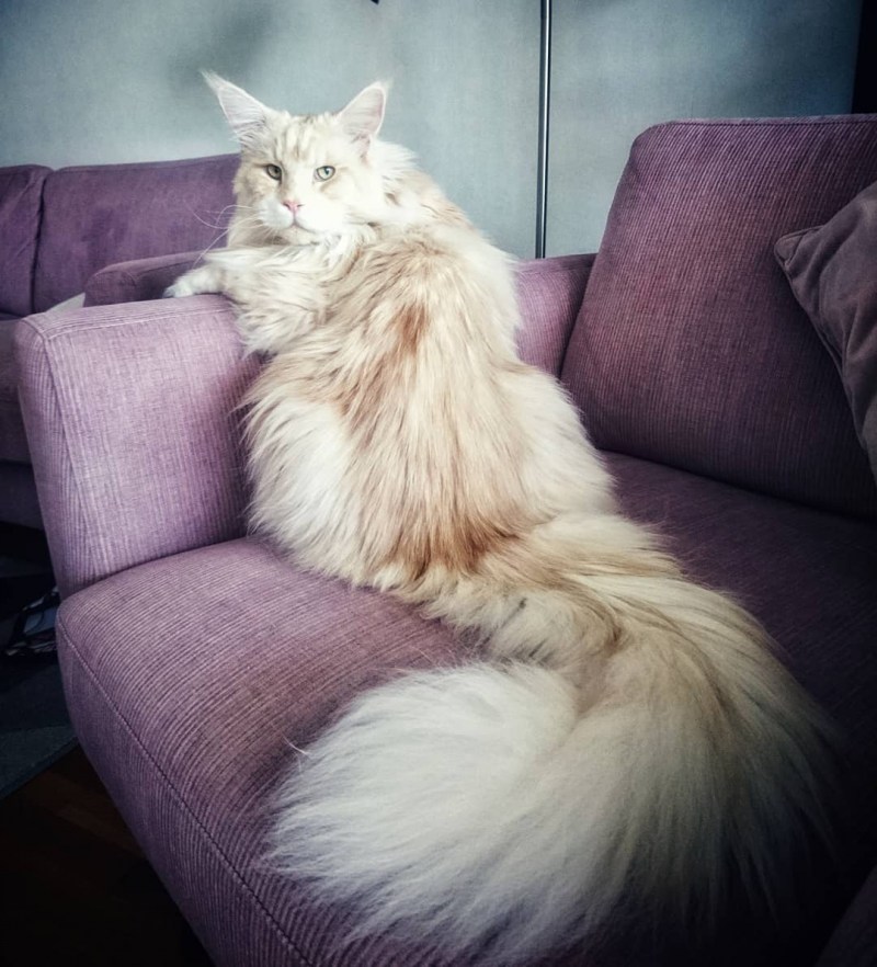 Кошка Мейн кун