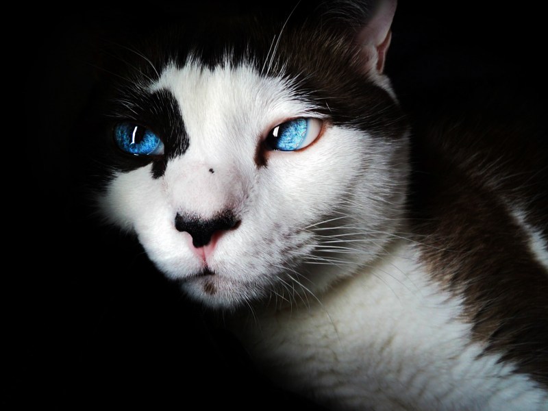 Коби кот