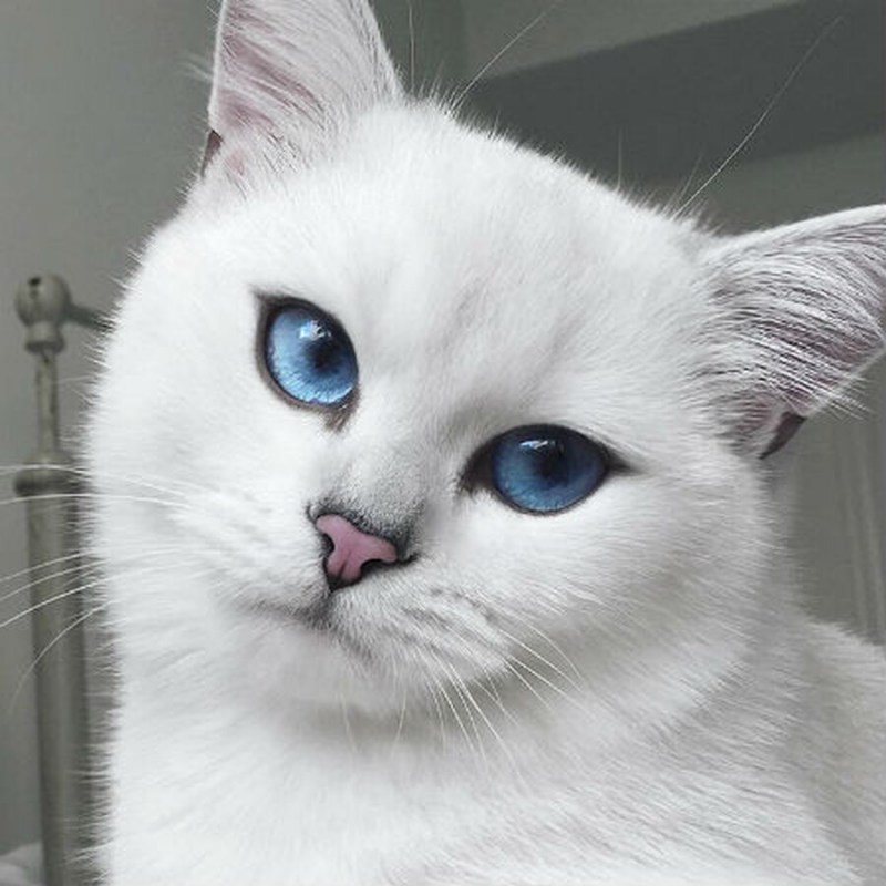 Голубой котик