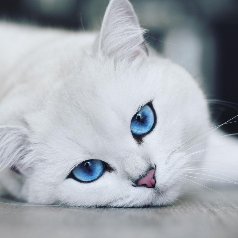 Британский кот Коби