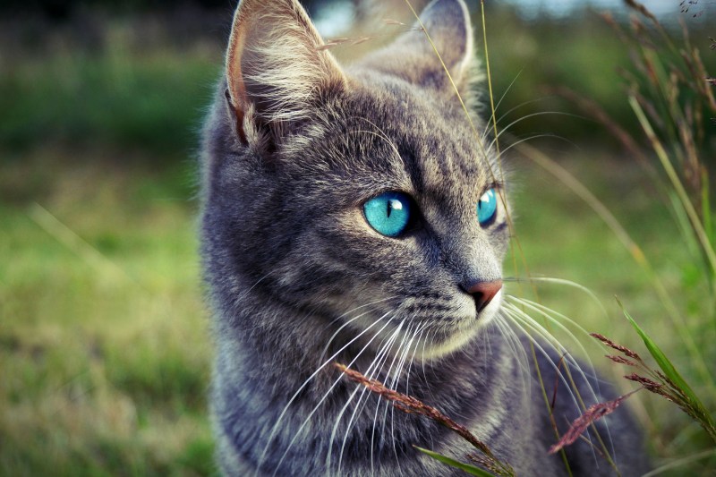 Космическая кошка