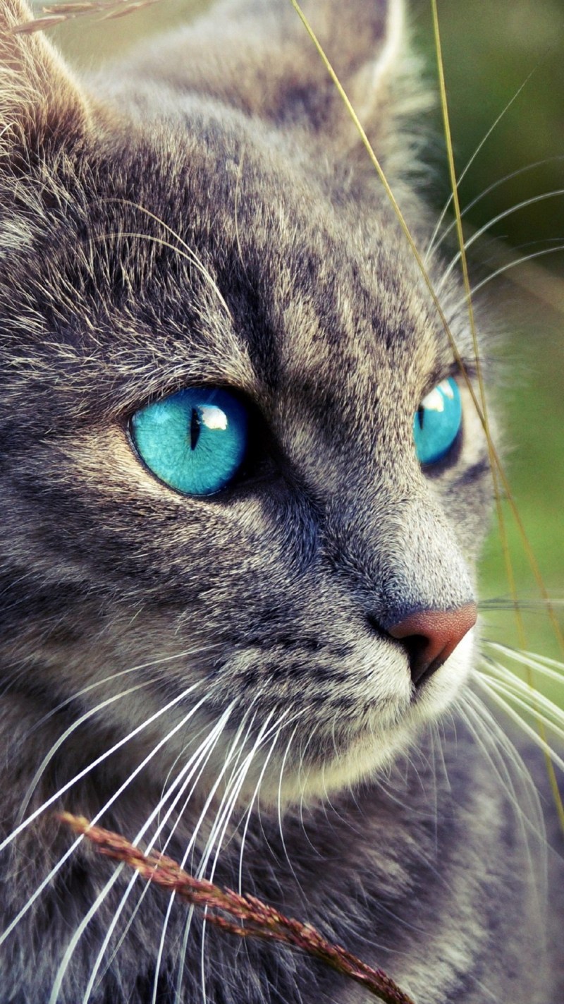 Кошачий глаз