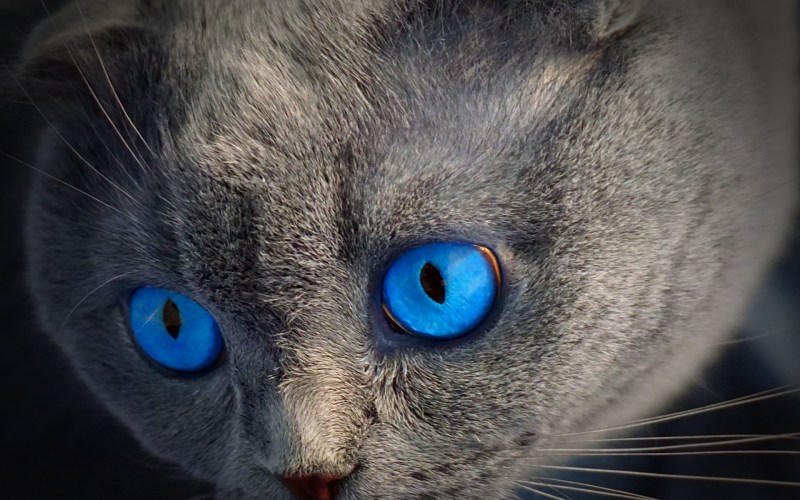 Сиамская кошка