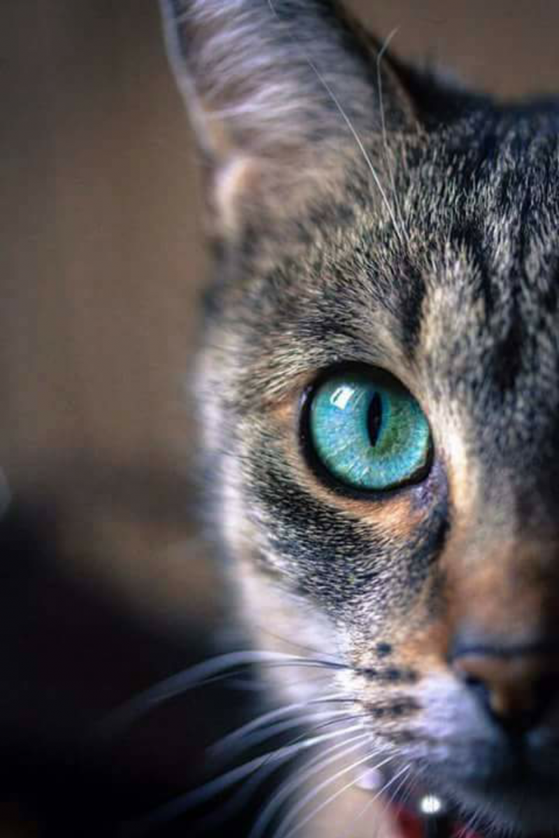 Кошачий глаз