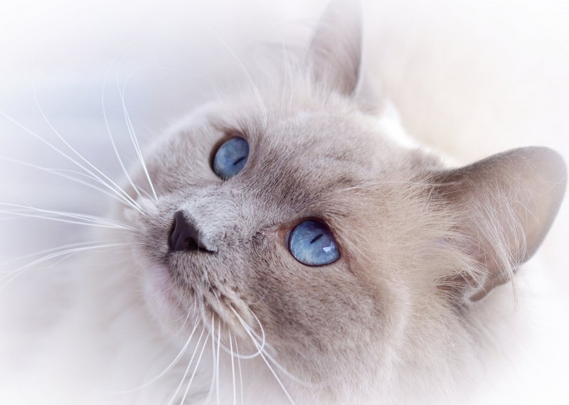 Кошка белая