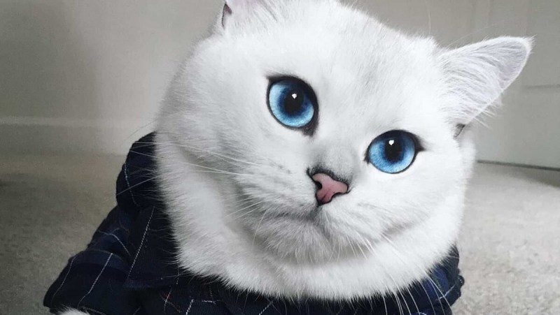 Русская голубая кошка белая