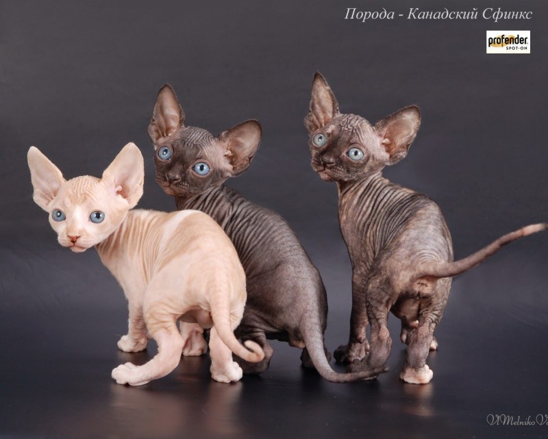 Сфинкс короткошерстная кошка