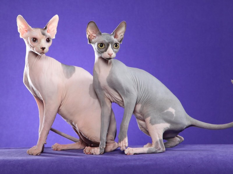 Allegra Sphynx