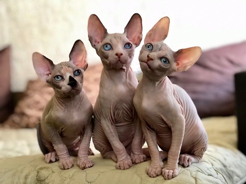 Кот Донской сфинкс