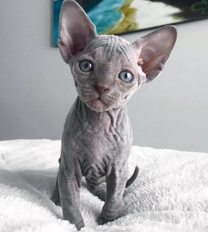 Донской сфинкс котята