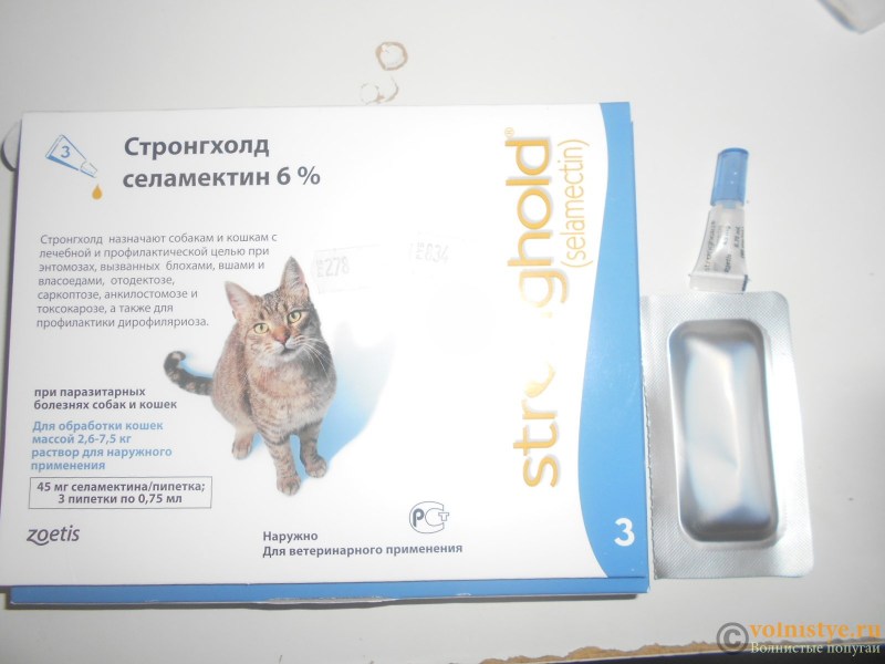 Стронгхолд для крыс