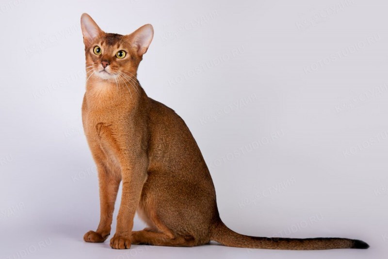 Породы кошек Абиссинская кошка