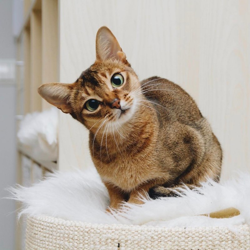 Абиссинская Абиссинская кошка