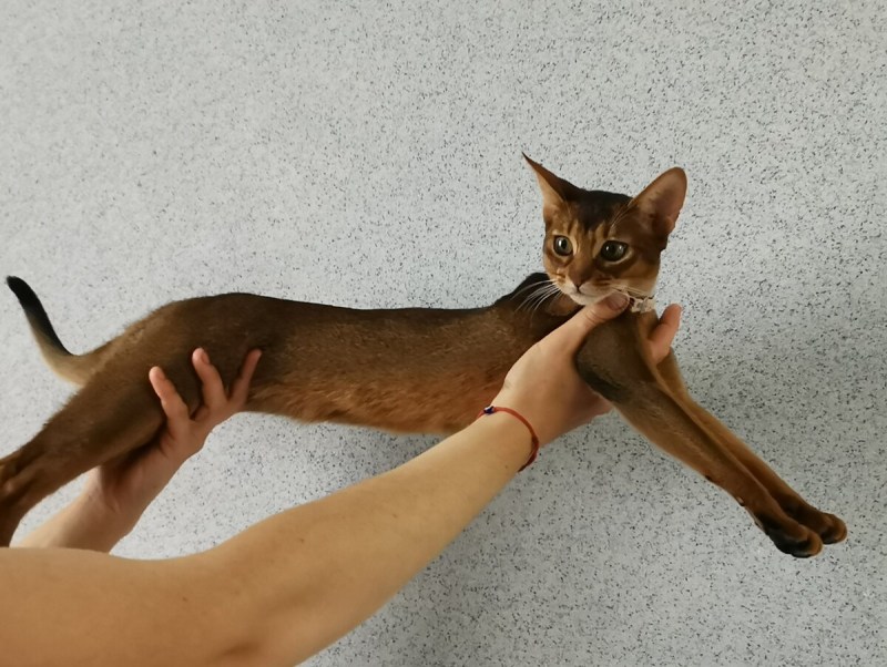 Абиссинская кошка