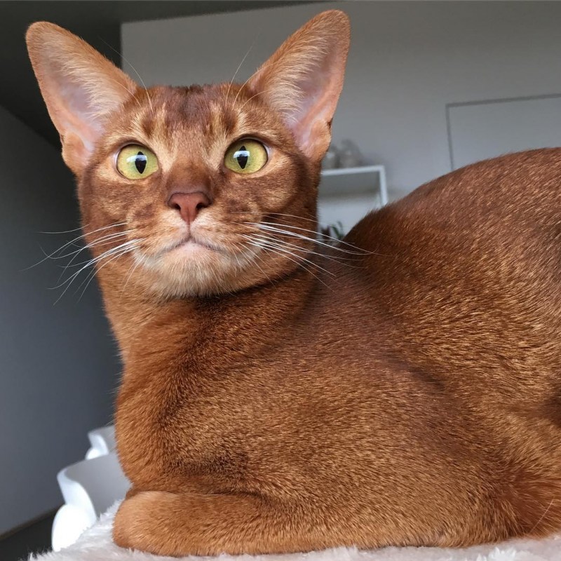 Абиссинский кот
