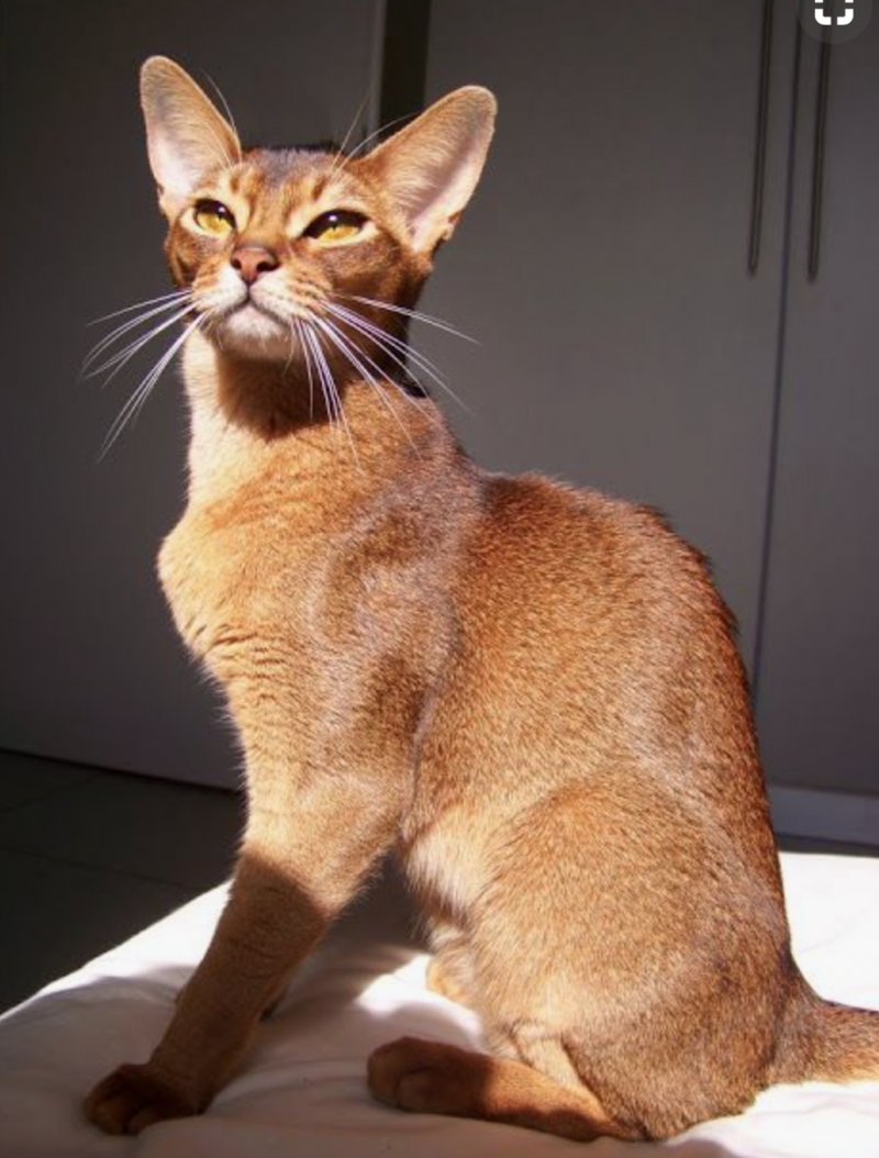 Абиссинская кошка