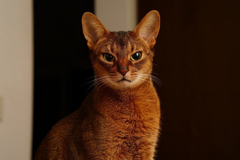 Кот породы абиссинец