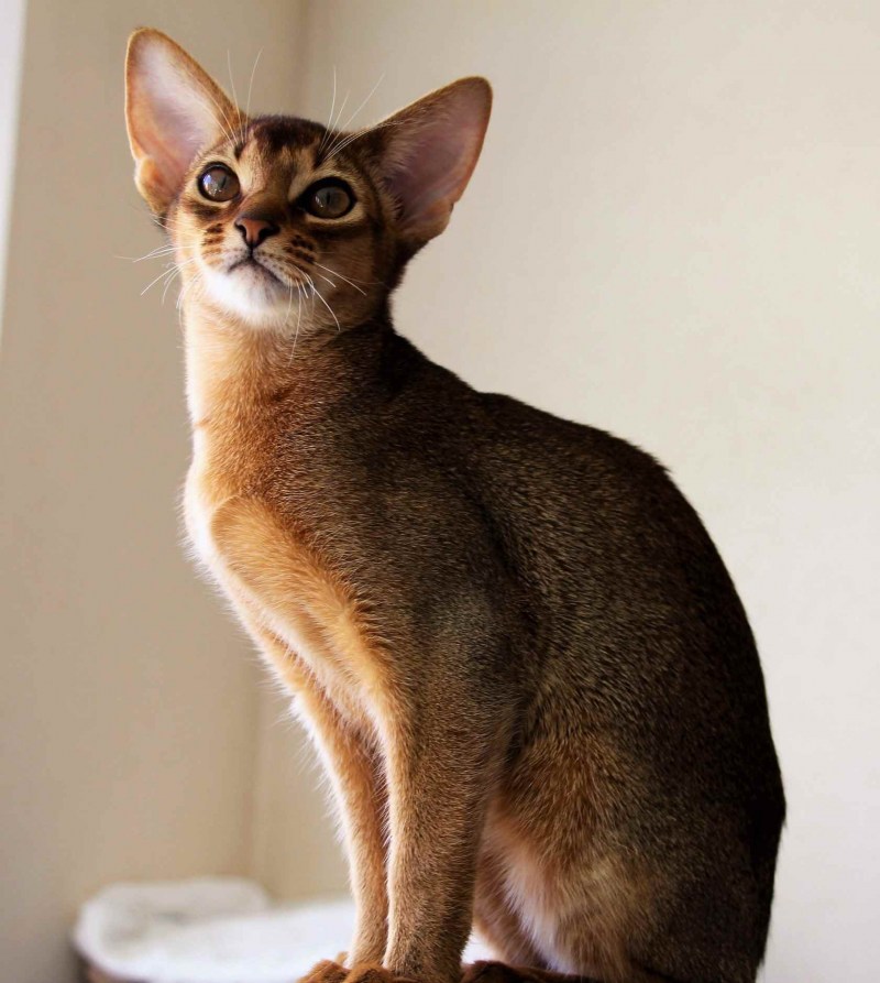 Кот породы абиссинец