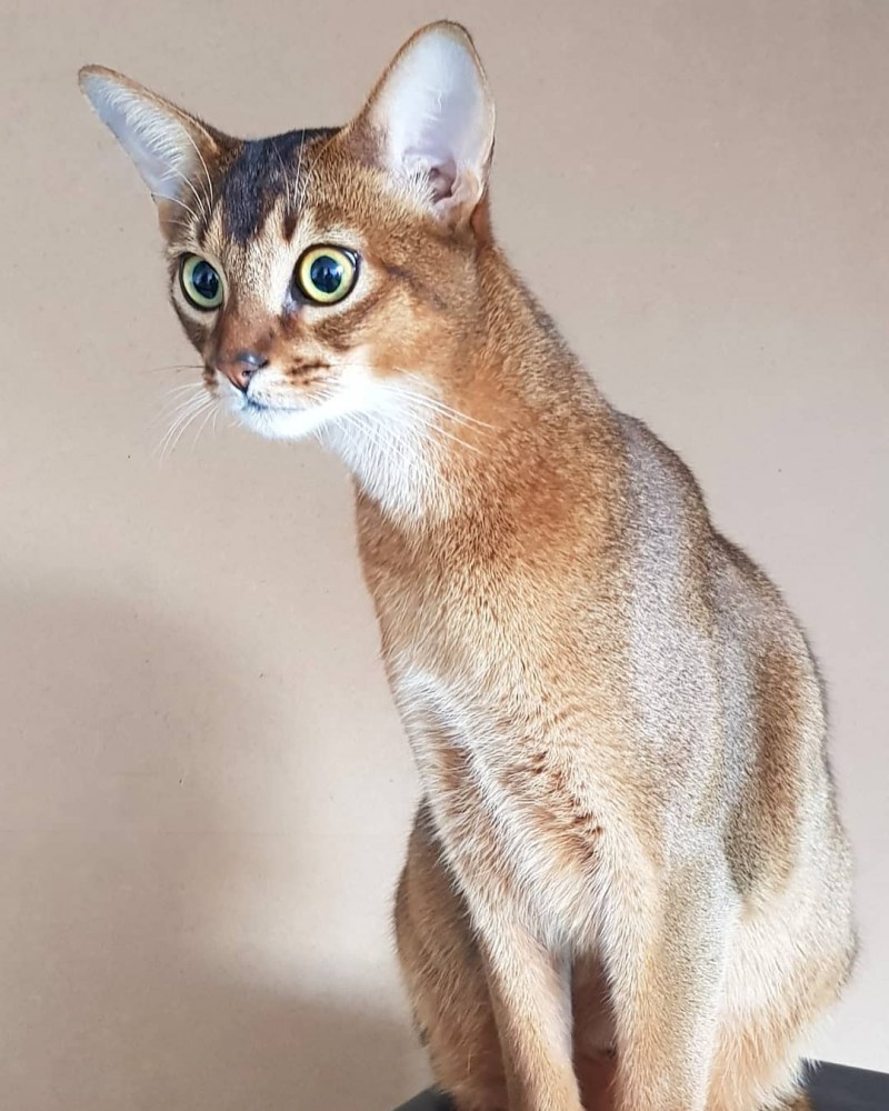 Кот породы абиссинец