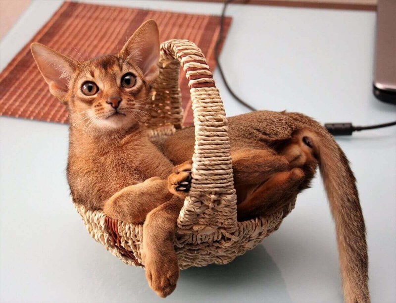 Абиссинская кошка