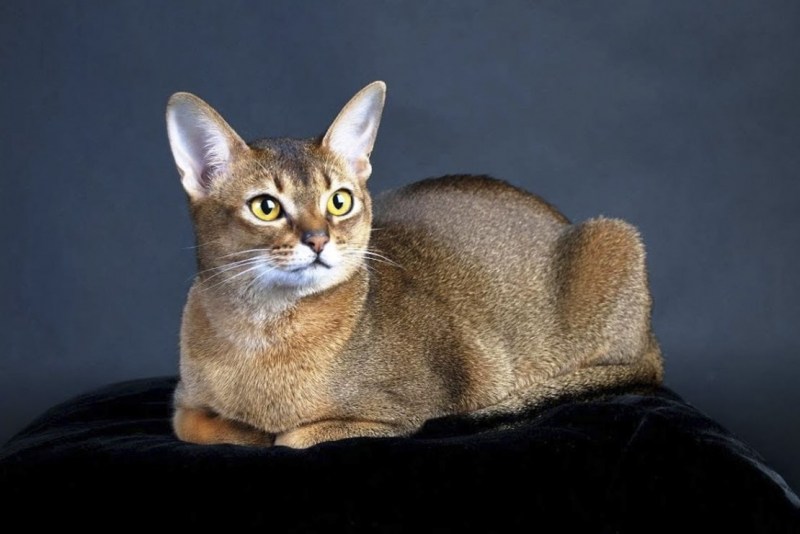 Абиссинская кошка