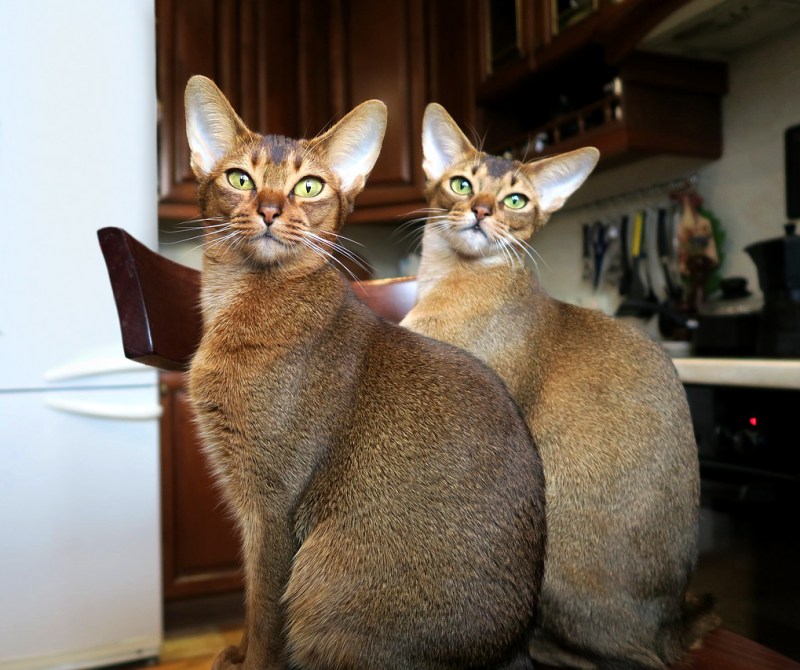 Абиссинская кошка