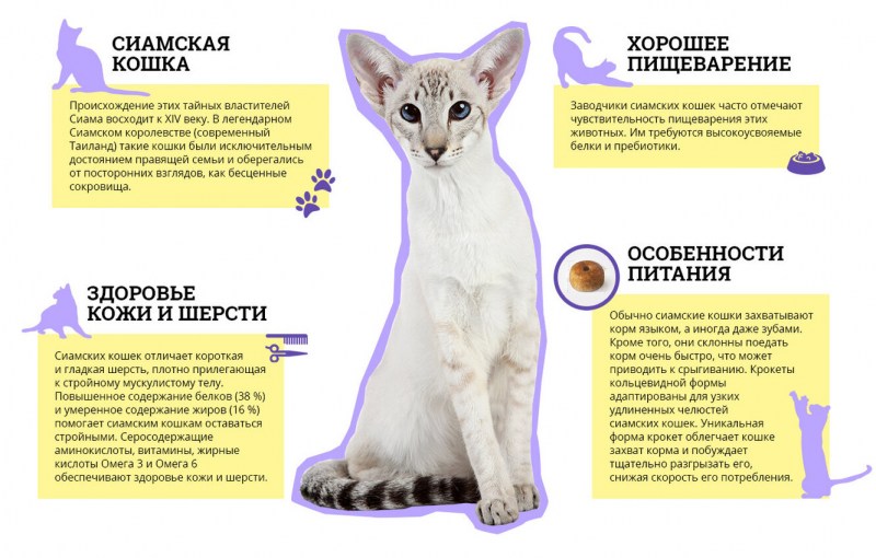 История происхождения кошек