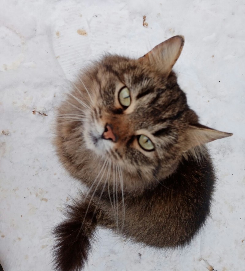 Уплотнение на коже у кота