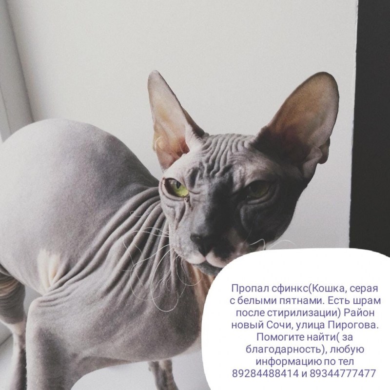 Гибридные породы от диких кошек