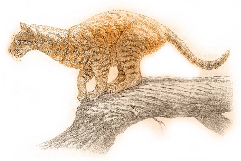 Proailurus lemanensis