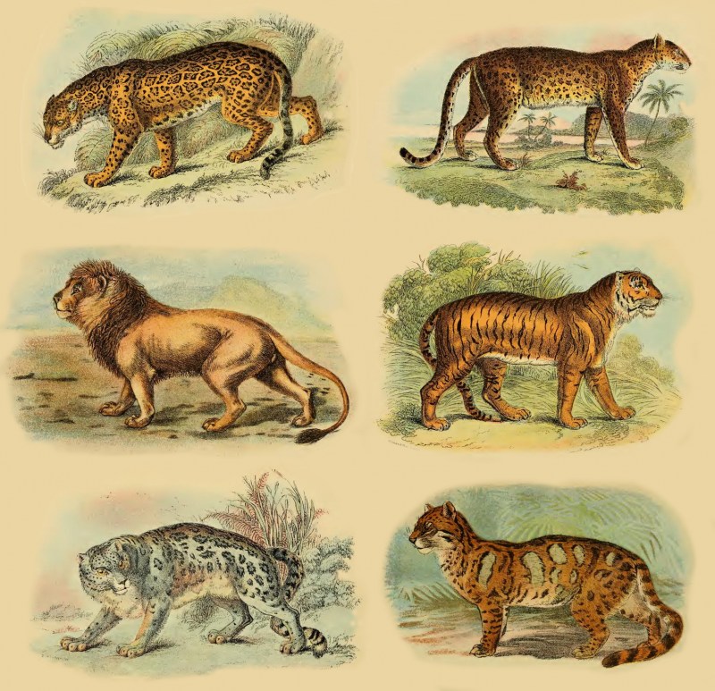 Panthera blytheae