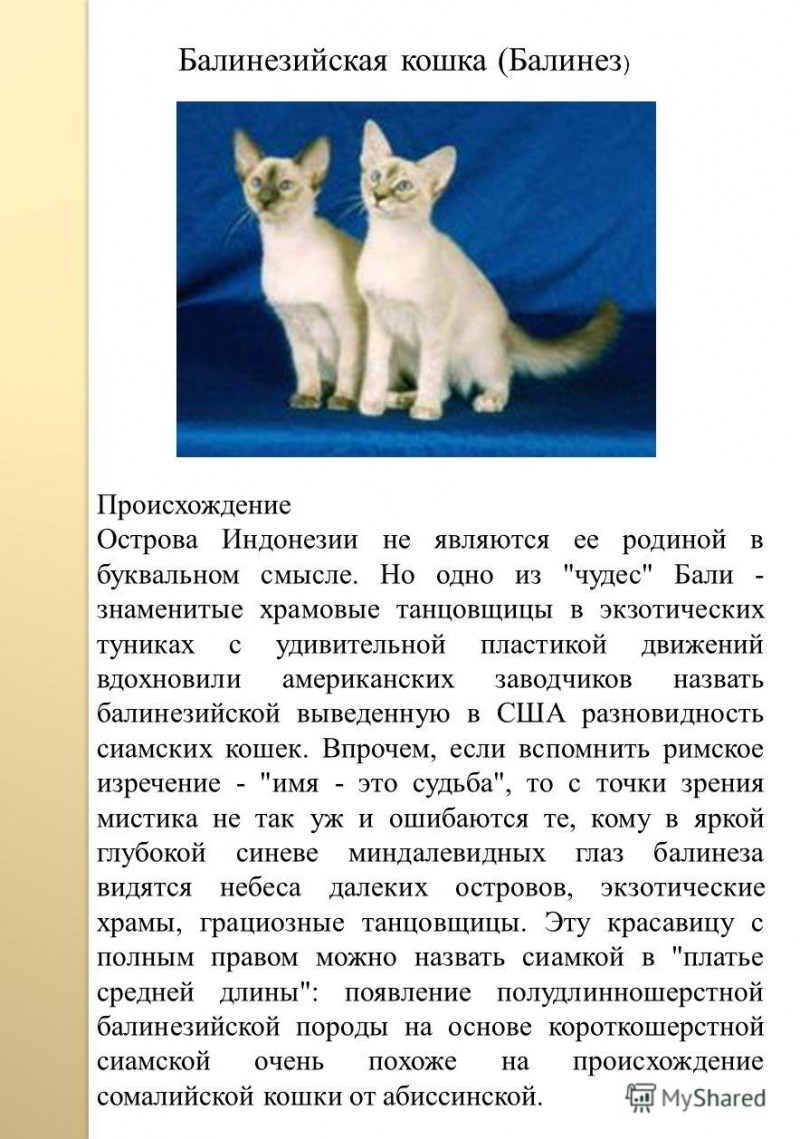 От кого произошли кошки