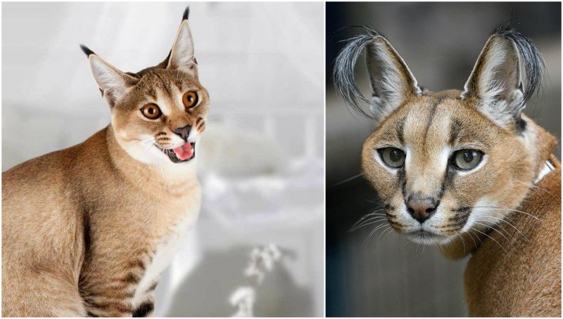 Хордеры кошек