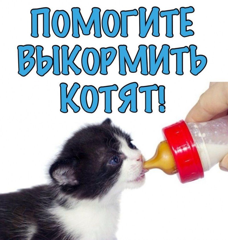 Нужна кормящая кошка картинки