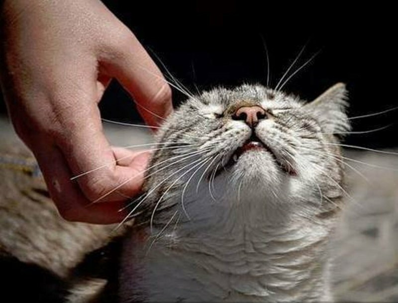 Гладить кошку