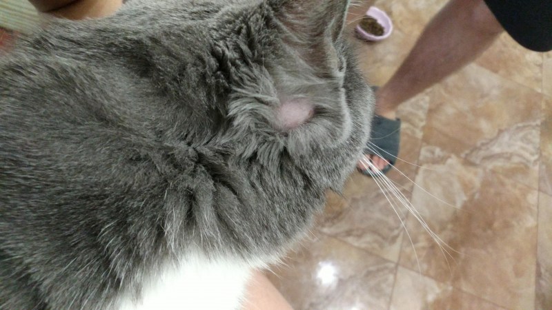 Кошкины уши