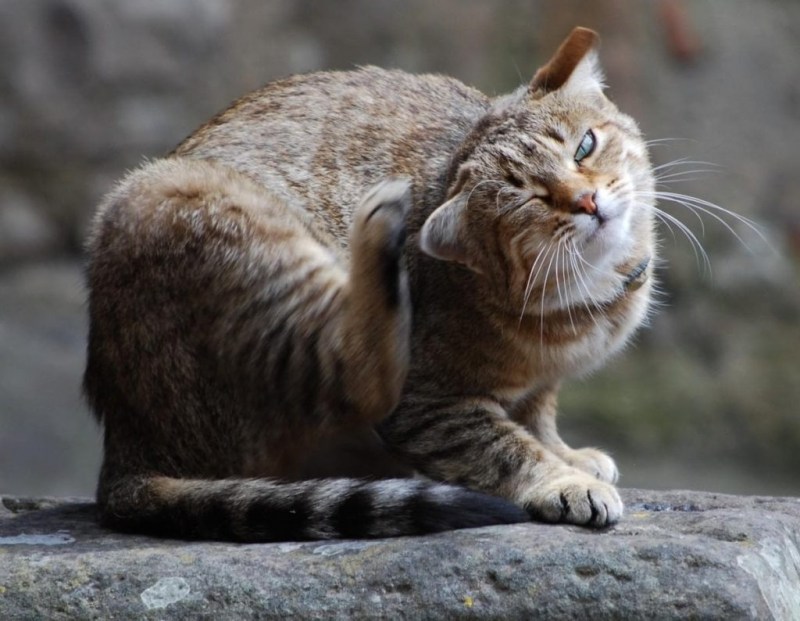Чесать кошку
