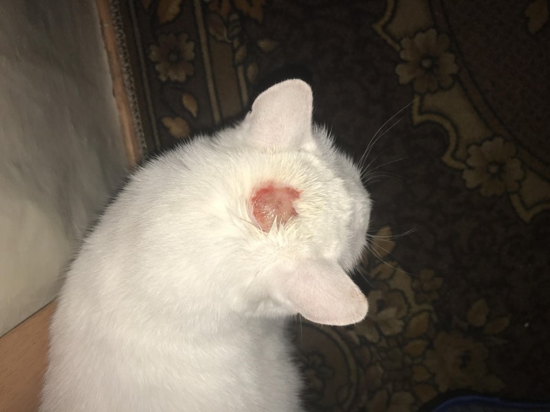 Красные пятна на коже кота